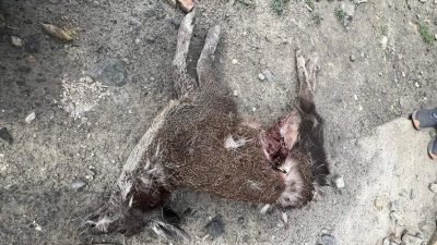 जोमसोम विमानस्थल नजिकै कस्तुरी मृग मृत फेला