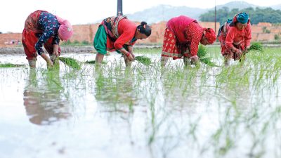 राष्ट्रिय धान दिवस, आत्मनिर्भर बनाउन जोडतोड