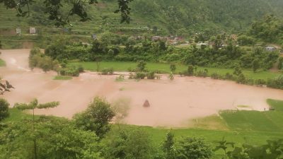 नुवाकोटमा बाढीले सयौँ रोपनी धानखेत बगरमा परिणत