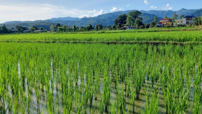 नवलपरासी पूर्वका अधिकांश स्थानमा सकियो रोपाइँ