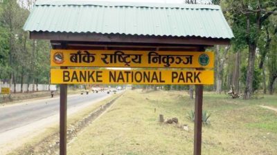 बाँके निकुञ्जमा पर्यटकको सङ्ख्यामा वृद्धि