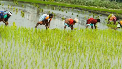 पर्सामा ९० प्रतिशत रोपाइँ सकियो