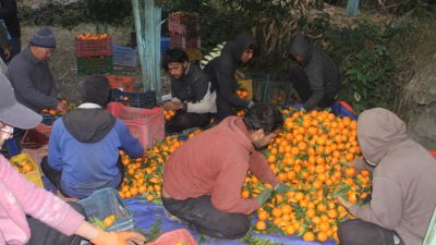 सुन्तलाखेतीले फेरियो दोसल्ले गाउँको मुहार