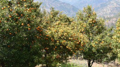 गुल्मीमा सुन्तला उत्पादन बढ्यो