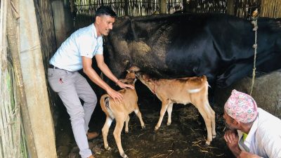 भुक्तानी नपाउदा दुध सङ्कलन प्रभावित