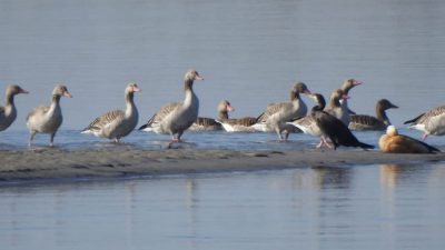 तालतलैयामा आगन्तुक चराको चहलपहल, जलपन्छी गणना सुरु