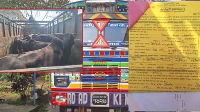 गोरु तस्करी प्रकरण : रातोमाटे चौकी इन्चार्जसहित तीनजना प्रहरीलाई जिम्मेवारीबाट हटाइयो