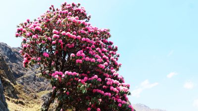 राताम्य पहरा, वसन्त बहार (फोटो फिचर)