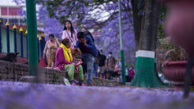 ज्याकाराण्डा फूलले सजिएको काठमाडौं (तस्वीरहरु)