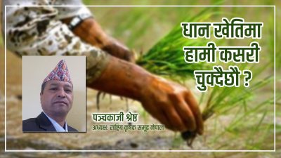 सन्दर्भ २२ औं राष्ट्रिय धान दिवस: धान खेतीमा हामी कसरी…