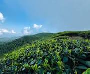 नेपाल चिया विकास निगमको सञ्चालन आम्दानी १ अर्ब माथि, आईपीओ&hellip;