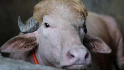 इदको बलिदानबाट बच्यो ‘डोनाल्ड ट्रम्प’ नामक दुर्लभ अल्बिनो भैंसी, अब चिडियाखानामा राखिने